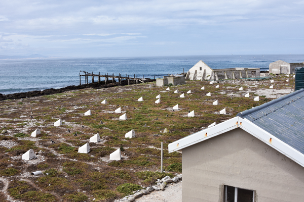 6 View of the nesting area between the research cabin and the island’s north shore. Remains of the long-abandoned guano storage buildings and loading dock are in the background. 