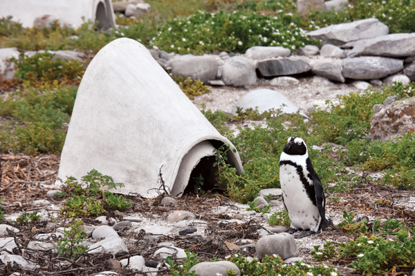 7 An adult penguin steps outside of its adopted ceramic nest while its mate rests inside. 5–7 Location: Bird Island. Photos: African Penguin Nest Project. 