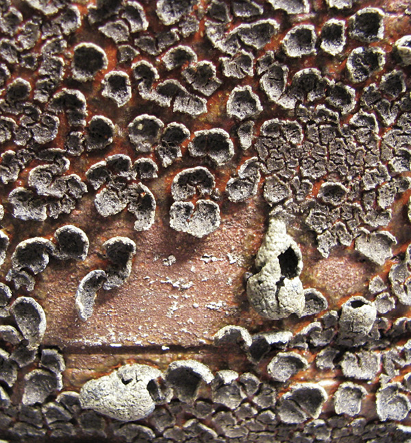 3 Ellie Euer (detail).