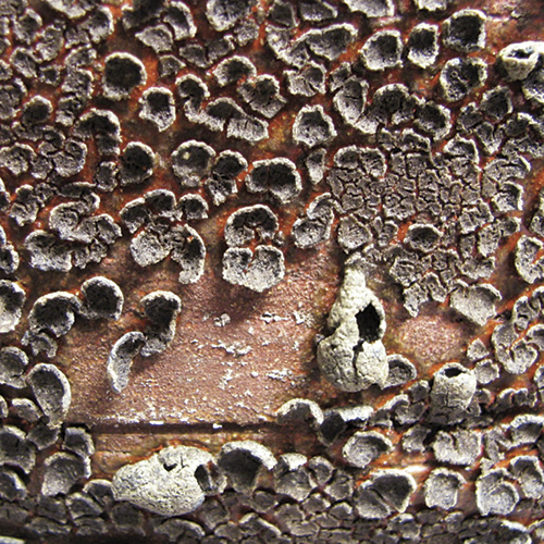 Recipes: Sculptural Surfaces by Darren Emenau, Bob Reed, and Matt Wilt article thumbnail