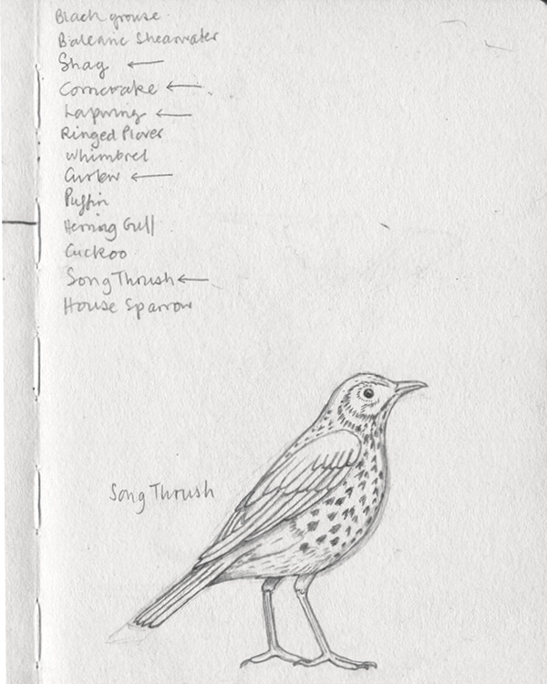 5 Drawing of a Song Thrush from White’s sketchbook, A5, pencil, 2022.