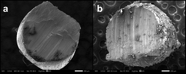 2 SEM imaging of Kanthal APM heating element cores. New/unoxidized kiln elements (a) and old/oxidized kiln elements (b). Note the extreme difference of surface textures. A 55x magnification was used for both images.