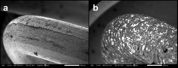 3 SEM imaging of Kanthal APM heating element surfaces. New/unoxidized kiln elements (a) and heavily used/oxidized kiln elements (b). A magnification of 43x was used for both images.