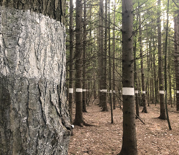 5 Marianne Chénard’s Drawing. Pine Trees (detail), 5 ft. 3 in. (1.6 m) in length, kaolin, porcelain aged in the forest for 1 month, inkjet print on watercolor paper, 2020.