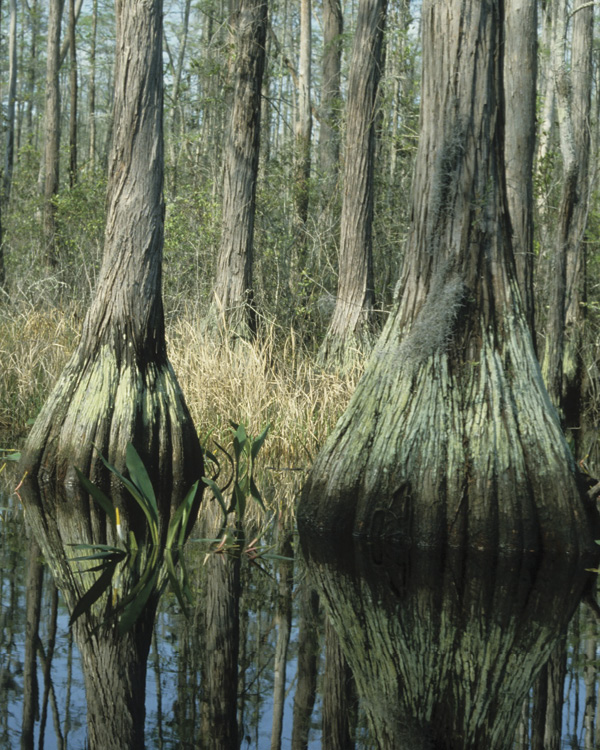 Bald cypress in a Florida swamp, 2006.