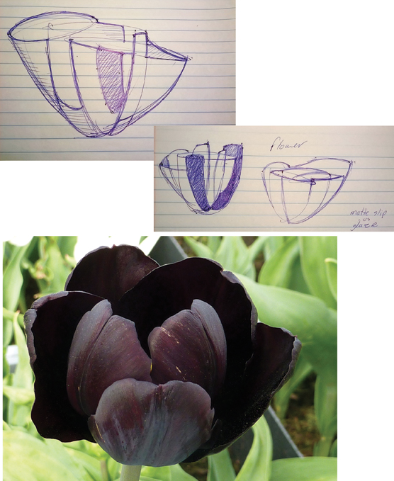 1 Hand-drawn sketch and an inspirational image of a black tulip. A flower is a symbol of delicacy and fragility, which has a great complexity in form and color, making it unique even among the same species. Bottom photo: Virginie Lenoir/Piabay.