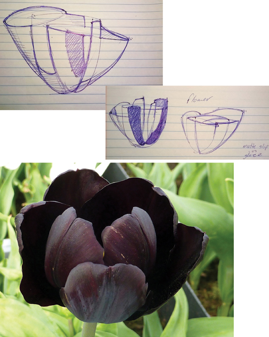 Hand-drawn sketch. Inspirational image of a black tulip. A flower is a symbol of delicacy and fragility, which has a great complexity in form and color, making it unique even among the same species. Photo: Virginie Lenoir/Piabay.