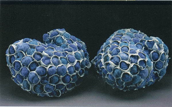 12 Katie Queen’s Objected Blue, 18 in. (46 cm) in length, press-molded and coil-built porcelain, polyester fill, fired to cone 10 in oxidation, 2004.