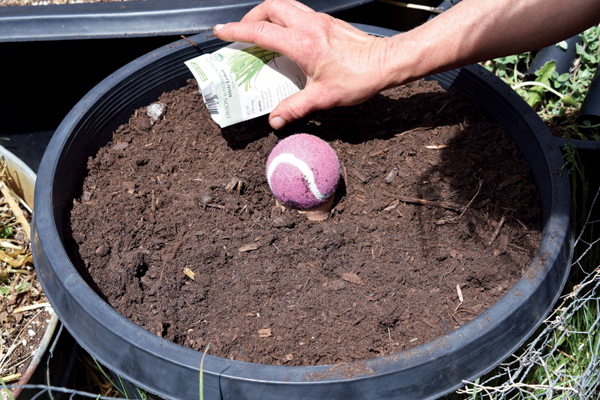 8 Sprinkle seeds around the buried olla. Avoid plants that grow large roots. Use a ball to cover the opening.
