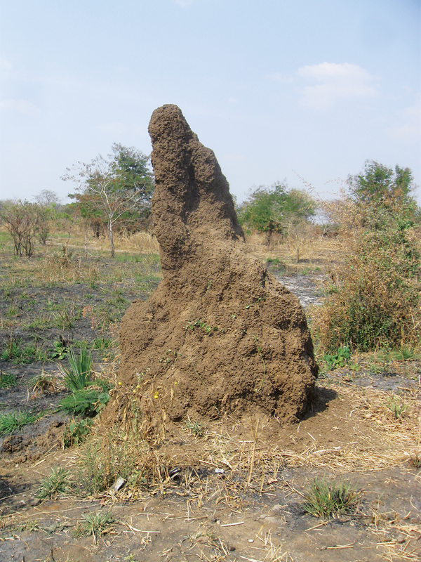 2 Termite mounds, larger than the huts, are the source of the clay Eness uses in constructing her pots.