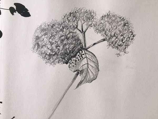 1 Hydrangea study done with a 6B graphite pencil.