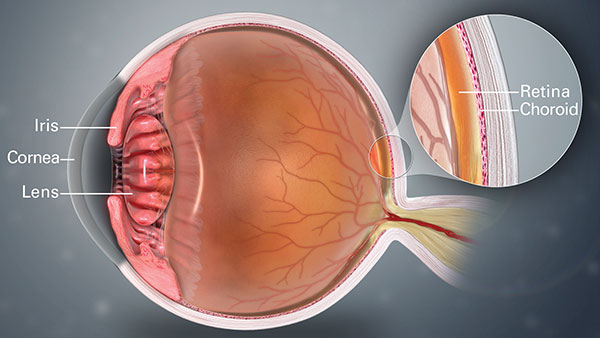 3 A 3-D medical animation still shot depicting a healthy human eye. Photo: Wikimedia Commons.