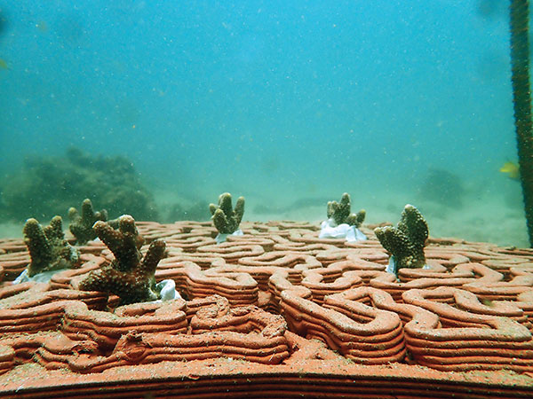 Clay Culture: Tiling Coral Reef