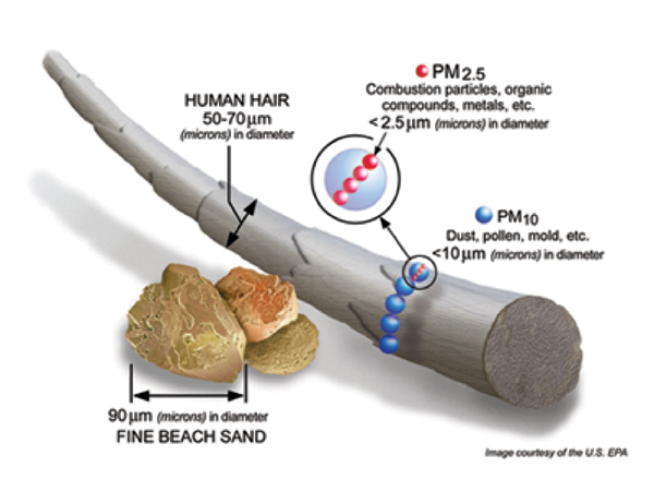 1 Size of fine particulates (PM2.5) in relation to human hair and sand. Particles under 10 microns (PM10) can enter the lung but there are usually good mechanisms to clear these larger particles. The fine particulates are potentially the most dangerous as they can penetrate deep into the lung where they may be sequestered, enter the bloodstream, and move to other organs. Image courtesy of the U.S. EPA.