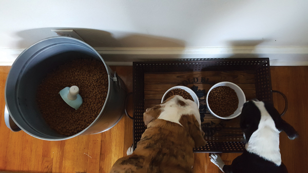 Plato and Nietzsche love their dog food almost as much as they love their new ceramic scoop!